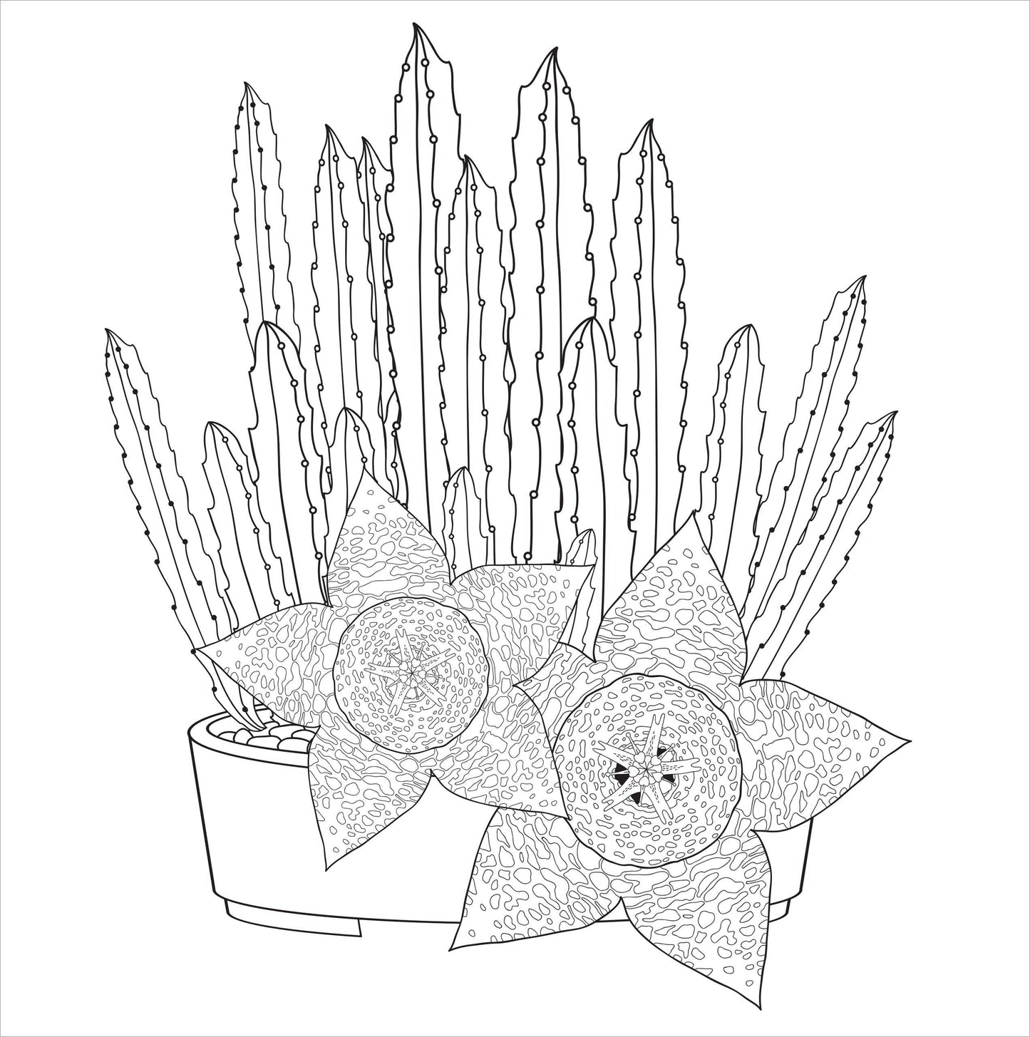 Succulents Adult Coloring Book